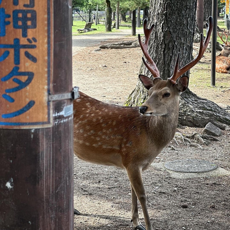Nara Mikuji Deer  | NAKAGAWA MASASHICHI SHOTEN